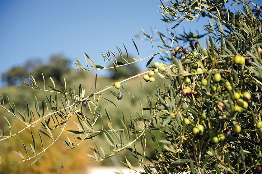 Photo de Oléiculture. La région de Fès-Meknès cartonne