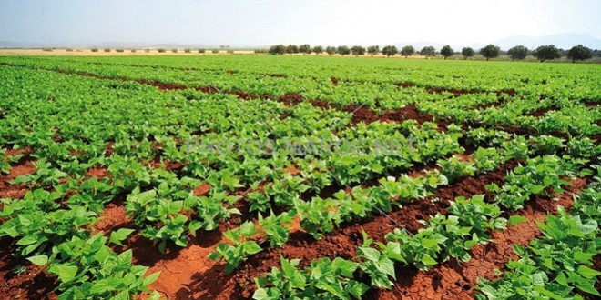 Photo de Fès-Meknès : Comment se déroule la campagne agricole 2018-2019 ?