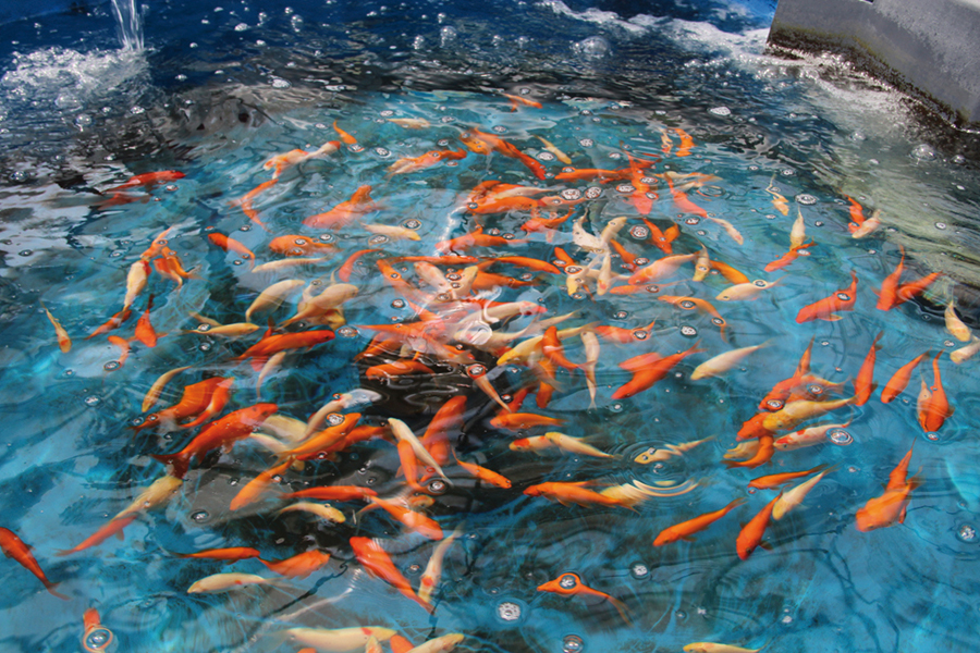 Photo de Aquaculture. La filière peut profiter d’un bon cadre fiscal
