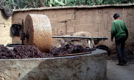 Photo de A Taounate, des unités de trituration d’olives interdites d’exercer