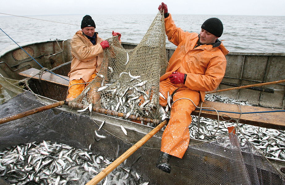 Photo de Safi : la pêche des sardines interdite en janvier, voici pourquoi !