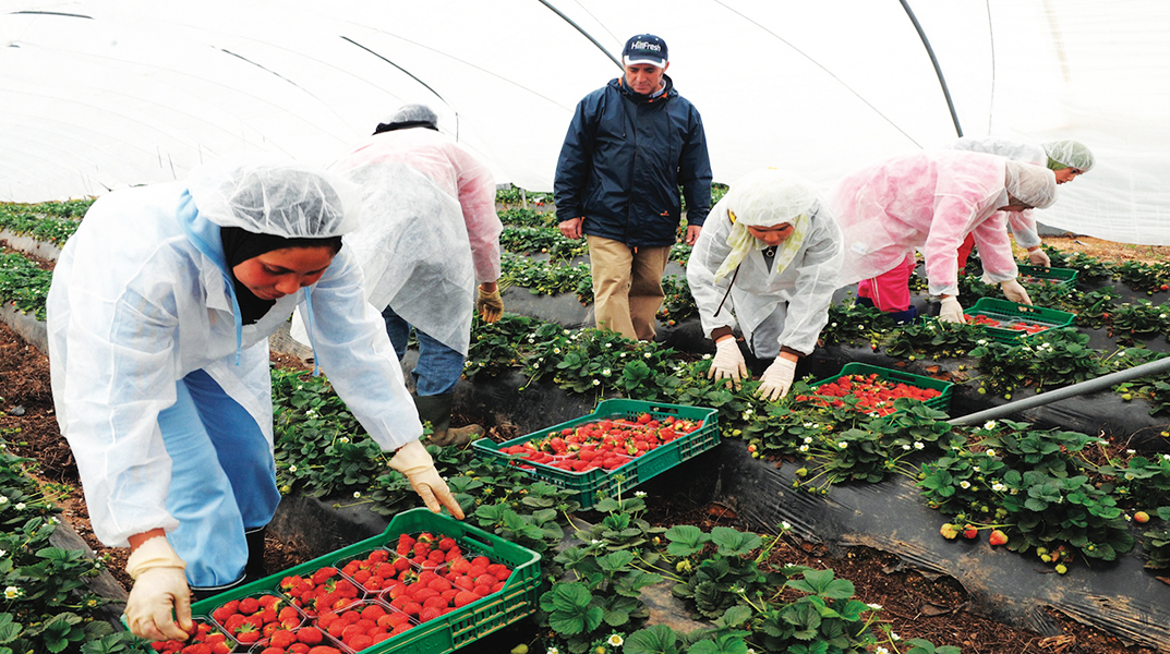 Photo de Saisonnières marocaines en Espagne. Confidences des “Dames des fraises”