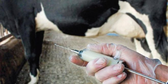 Photo de ONSSA : L’opération de vaccination des bovins se poursuit
