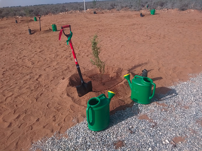 Photo de Souss. 850 ha d’arganiers plantés
