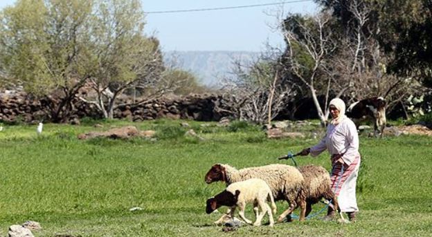 Photo de Tiznit : Pour une meilleure gestion de l’activité pastorale dans le respect des propriétés