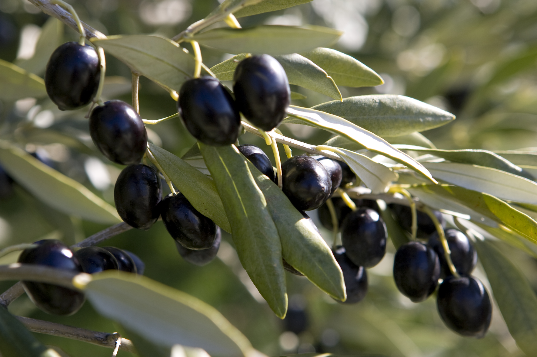 Photo de Morocco Foodex. Les olives noires à l’assaut du marché américain