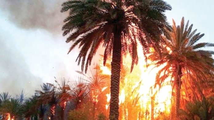 Photo de Plus de 800 palmiers ravagés par le feu à Guelmim