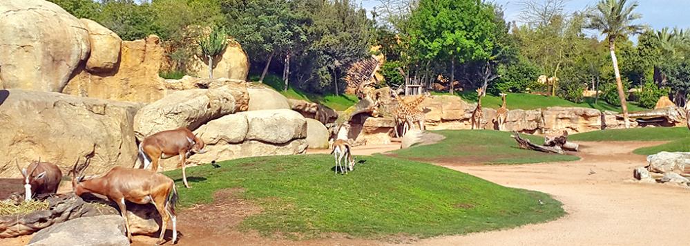 Photo de Inauguration du zoo d’Aïn Sebaâ en avril