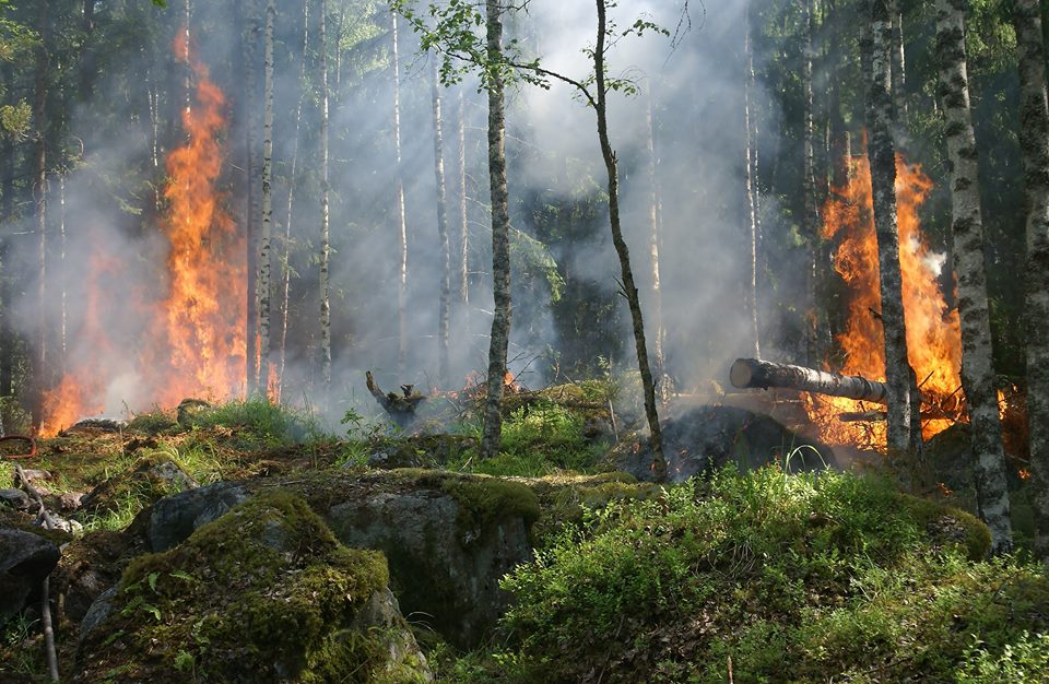Photo de 841 hectares de forêt partis en fumée en 2018