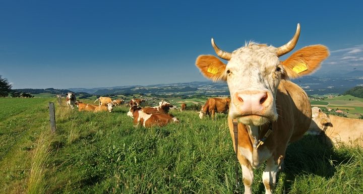 Photo de Que sait-on de la Suisse agricole, Pays à l’honneur du SIAM ?
