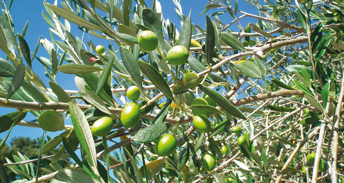 Photo de Khénifra. Le programme Al Moutmir s’intéresse à l’olivier