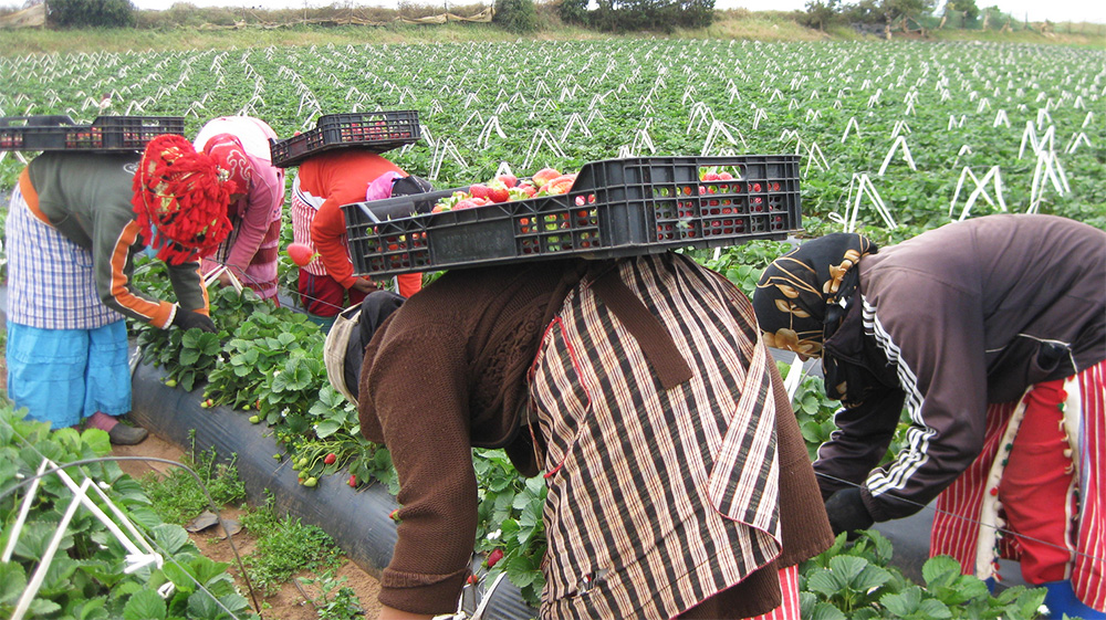 Photo de Nouveau scandale d’abus dans les exploitations agricoles espagnoles ?