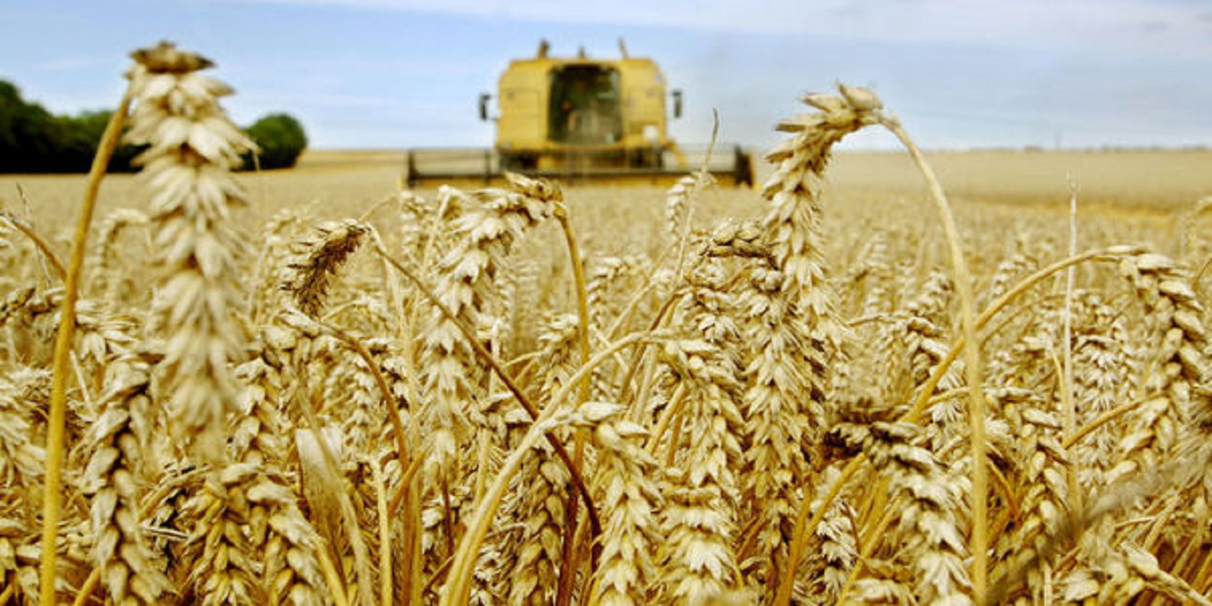 Photo de Récolte et commercialisation des céréales. La décision du gouvernement