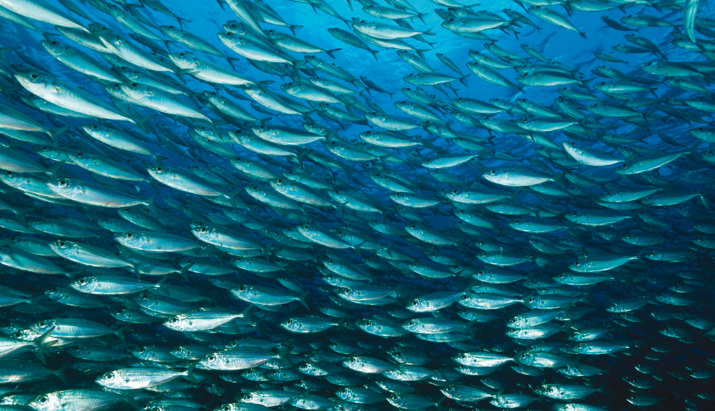 Photo de Les stocks de sardinelles et de chinchards surexploités