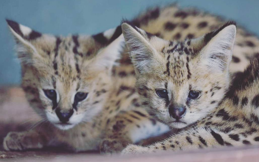 Photo de Les internautes choisissent les noms de bébés servals au zoo de Rabat