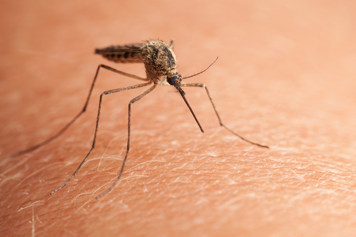 Photo de Les scientifiques l’ont prouvé… Les moustiques ne piquent jamais par hasard