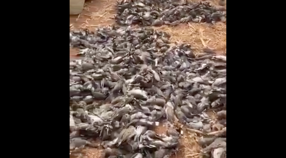 Photo de Marrakech. La chasse de 1 490 oiseaux en un jour par des touristes khalijis affole la toile