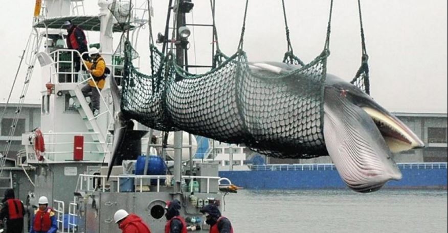 Photo de Nouvelles pressions sur le Japon pour sa chasse à la baleine