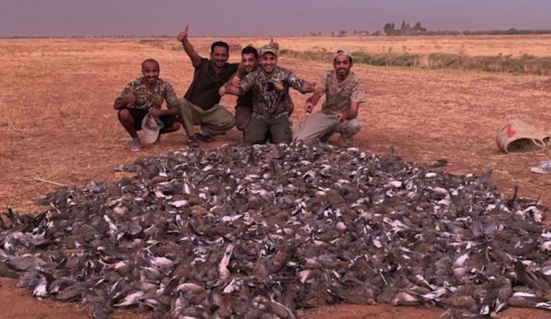Photo de Ouarzazate. chasse illégale: la société organisatrice sera poursuivie en justice