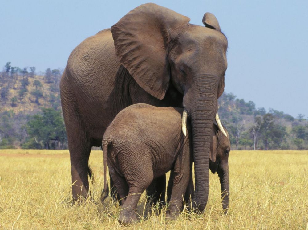 Photo de Parcs zoologiques. Vers la fin de la capture et la vente des éléphants d’Afrique
