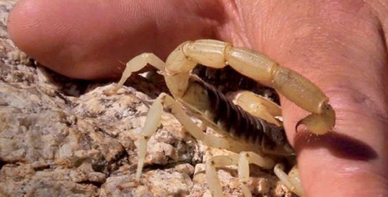 Photo de Les morsures de scorpions continuent de faire des ravages chez les enfants