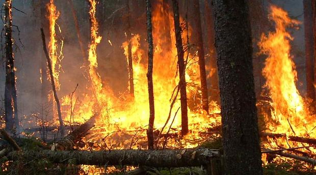 Photo de Chefchaouen: 65 hectares de la forêt de Achacha-Tassift ravagés par le feu