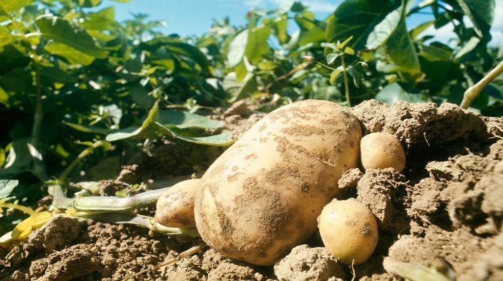 Photo de Berkane: Destruction de 136 tonnes de pommes de terre