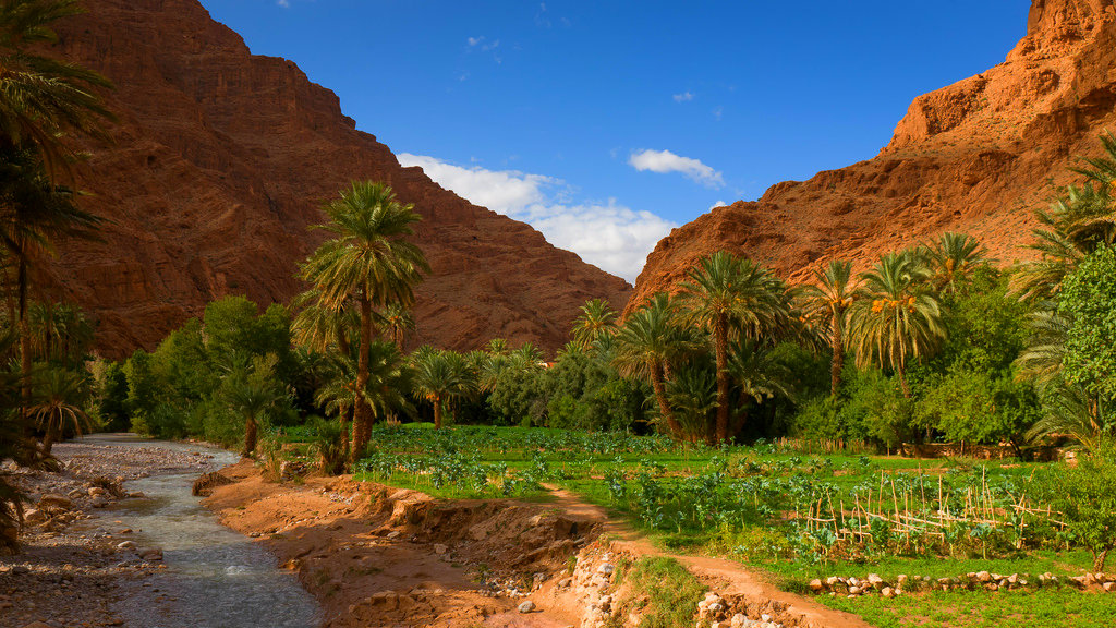 Photo de Guelmim : Appel à la promotion de l’agriculture familiale dans les oasis