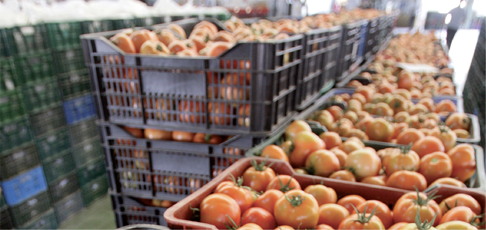 Photo de Exportations agricoles. Les produits marocains dérangent la filière espagnole