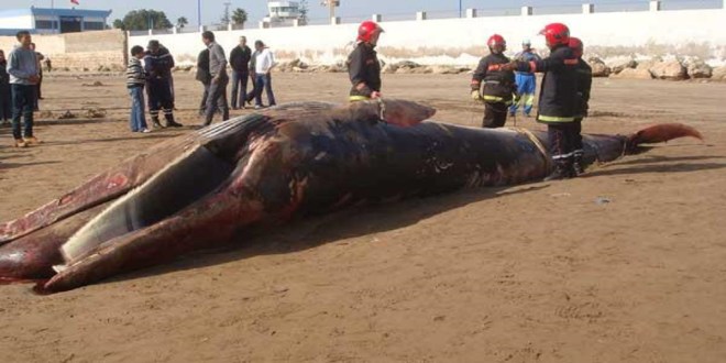 Photo de Une énorme baleine s’échoue sur la plage de Safi