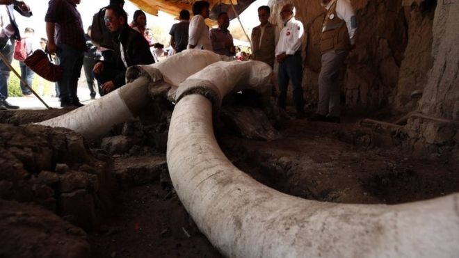Photo de Vidéo. Impressionnante découverte d’ossements de mammouths au Mexique