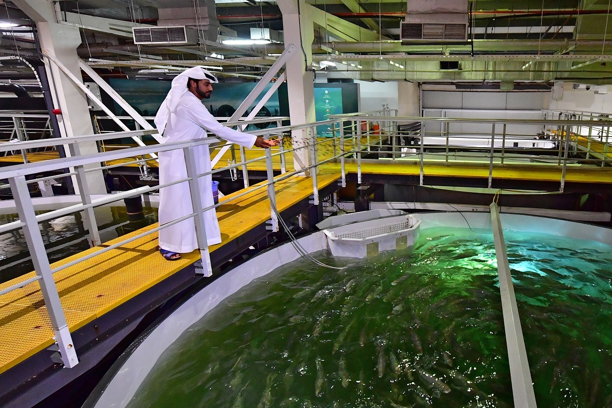 Photo de Dubaï s’apprête à commercialiser ses premiers saumons élevés dans le désert
