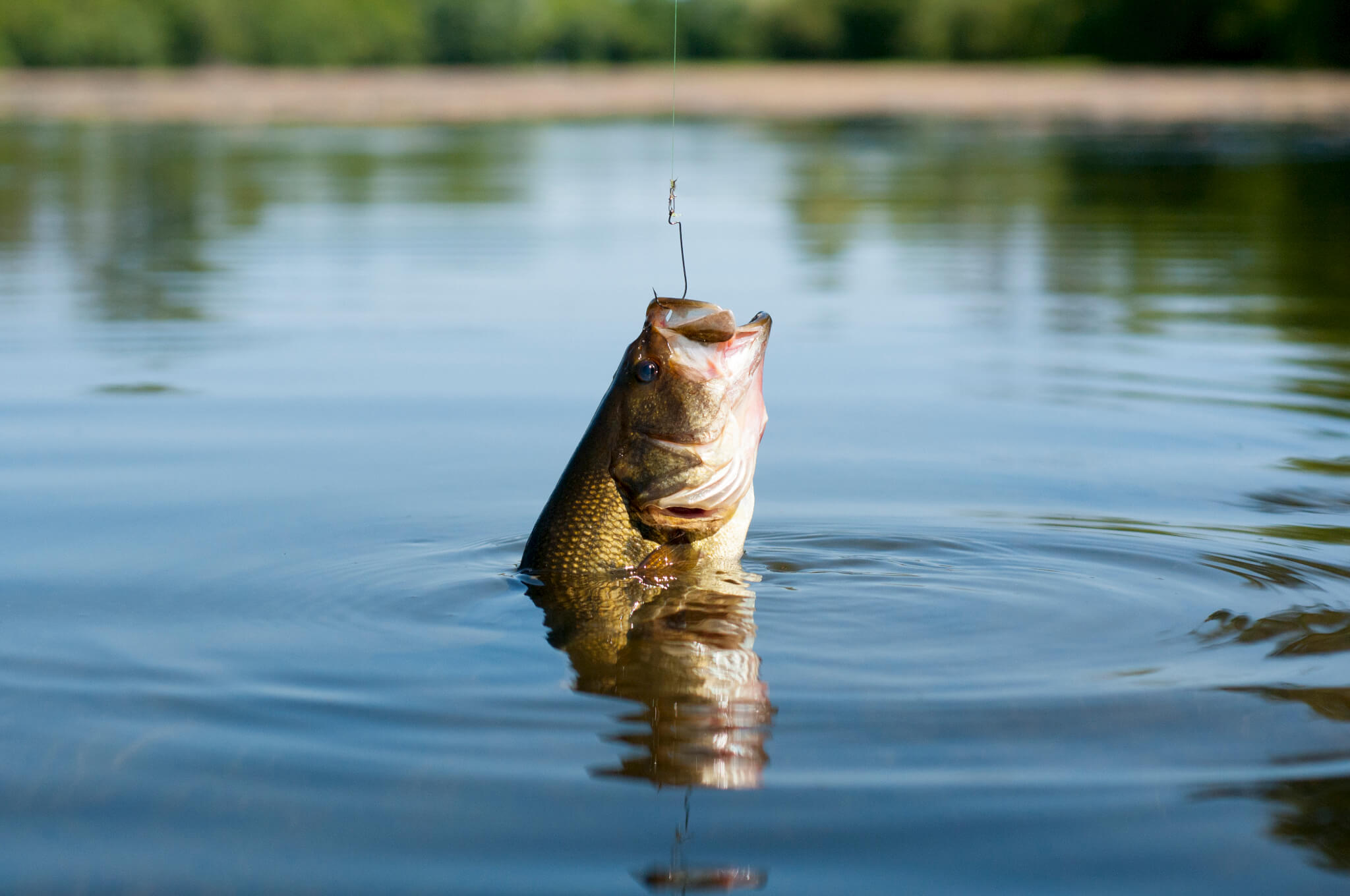 Photo de La Morocco Bass League, ce week-end à Agadir