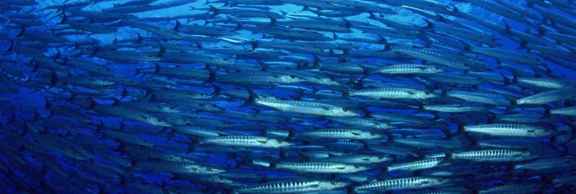 Photo de Rapport de l’UICN : Les océans en manque d’oxygène