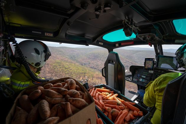 Photo de Australie: 1.000 kg de légumes largués dans les airs pour sauver les animaux