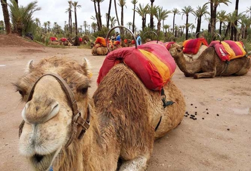 Photo de Une américaine tombe d’un chameau à Marrakech… et poursuit TripAdvisor