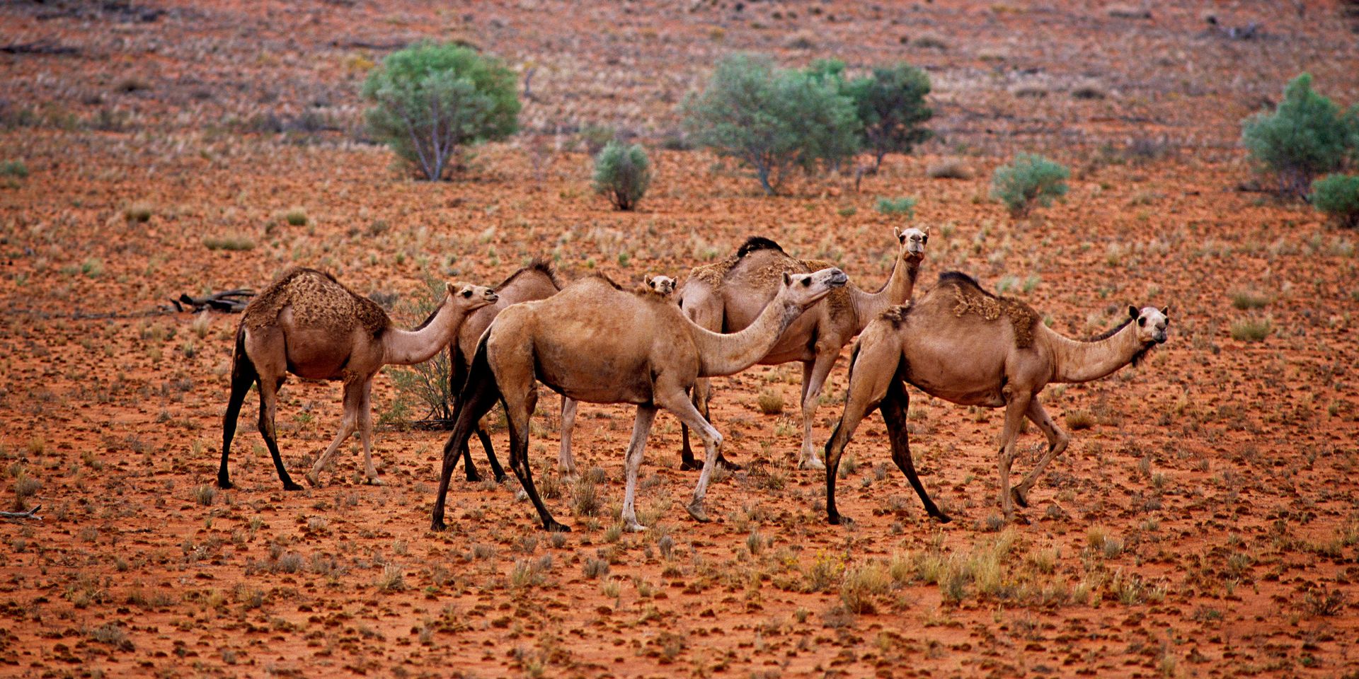 Photo de En Australie, 10.000 dromadaires seront abattus