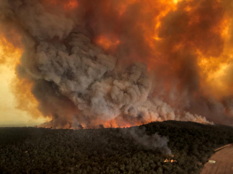 Photo de Australie : Des millions d’animaux ont succombé aux incendies