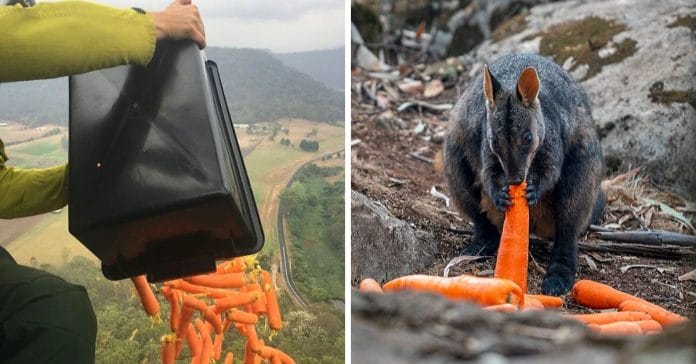 Photo de Incendies en Australie: 1.000 kg de légumes largués dans les airs pour sauver les animaux