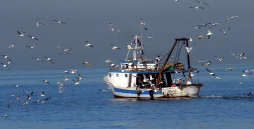 Photo de Pêche maritime. Les opérateurs de la zone Méditerranée listent leurs recommandations