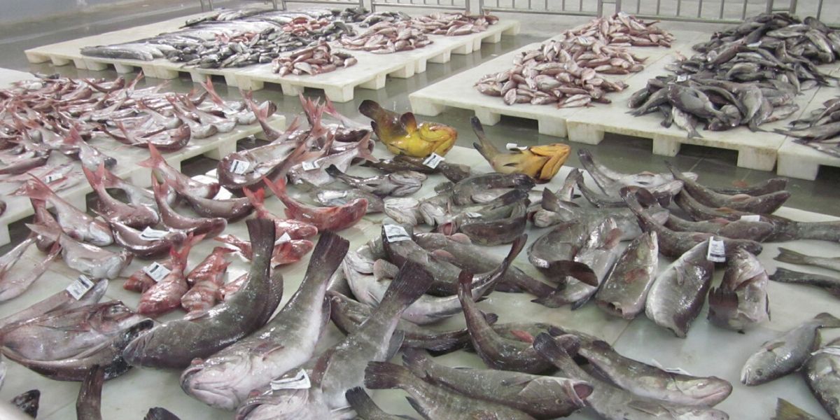 Photo de Covid-19: Les prix du poisson s’effondrent, les volumes maintenus
