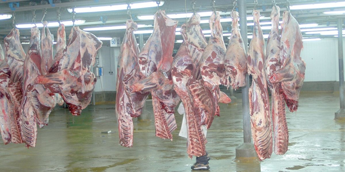 Photo de Viande : 200.000 têtes de bovins “HT” pour calmer les prix