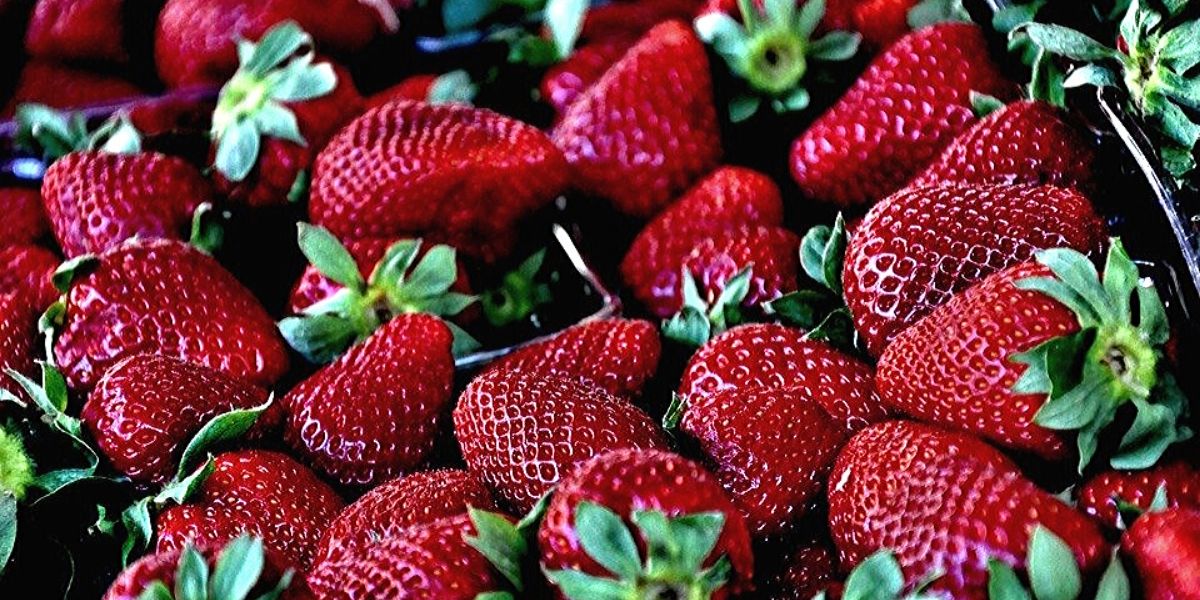 Photo de La fraise marocaine n’a jamais été autant prisée à l’international