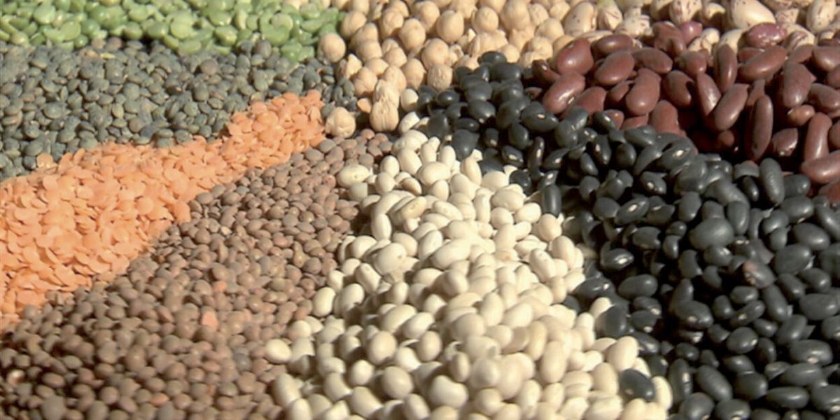 Photo de Céréales et légumineuses : la fertilisation raisonnée d’OCP booste la production