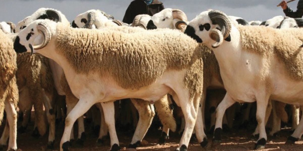 Photo de Aïd Al-Adha. Tanger: Interdiction de la grillade des têtes de moutons