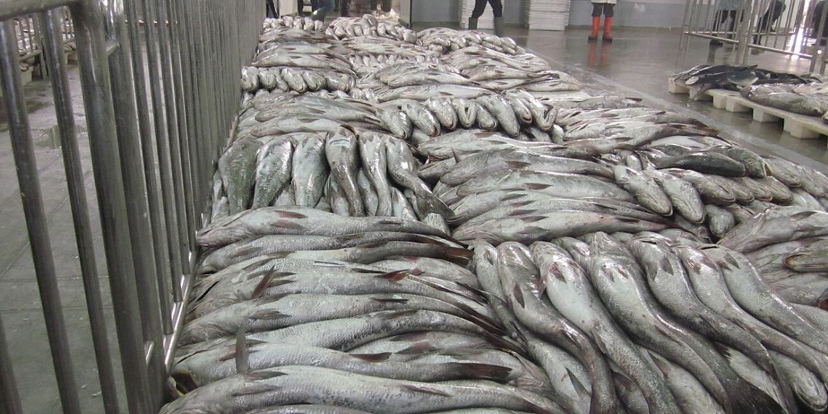 Photo de Conserve de poisson à Safi : des responsables poursuivis en justice