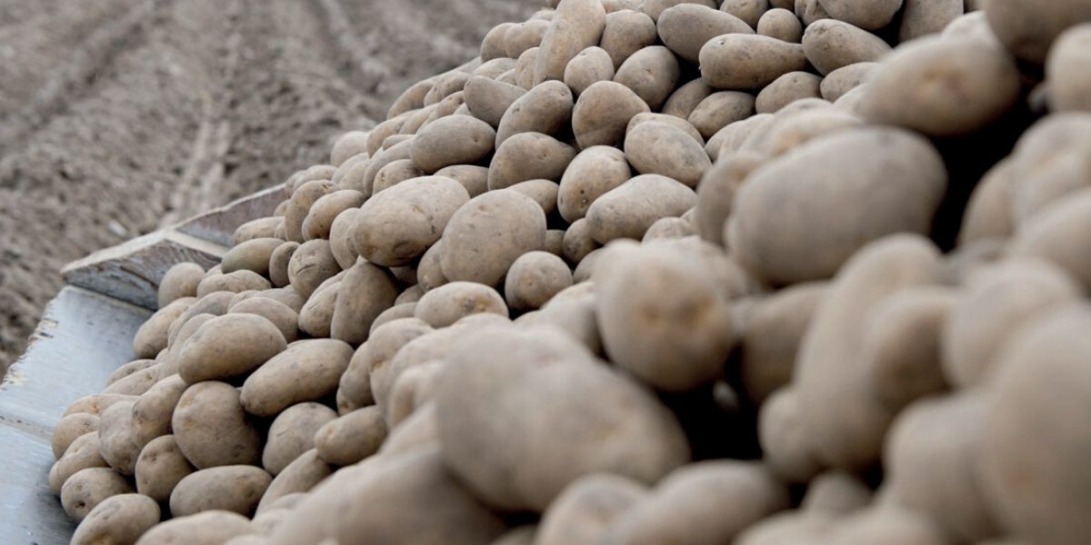 Photo de Pommes de terre et oignons: les exportations reprennent
