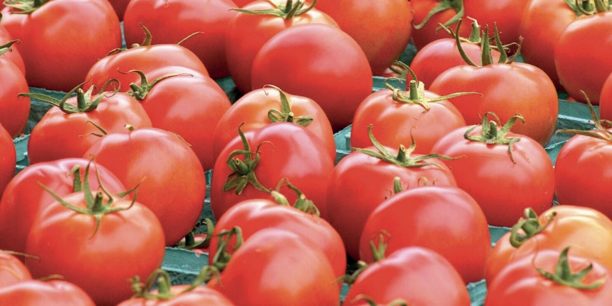 Photo de La tomate marocaine bouscule la concurrence en Europe