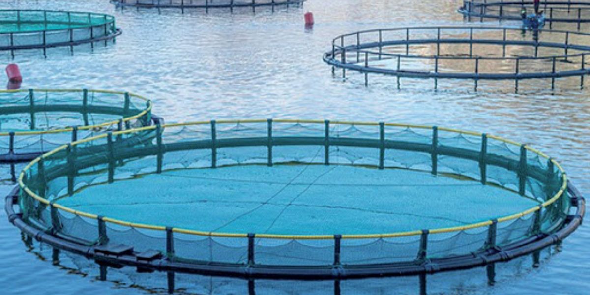 Photo de Aquaculture : l’ANDA met les bouchées doubles
