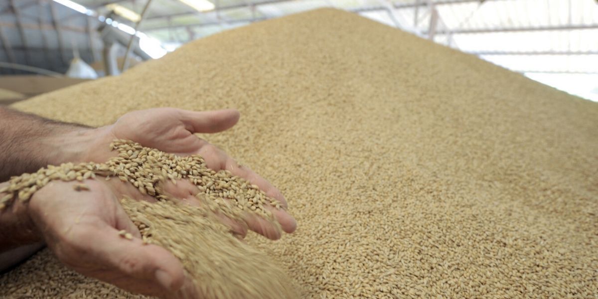 Photo de Subvention du blé : le coût du pain bon marché